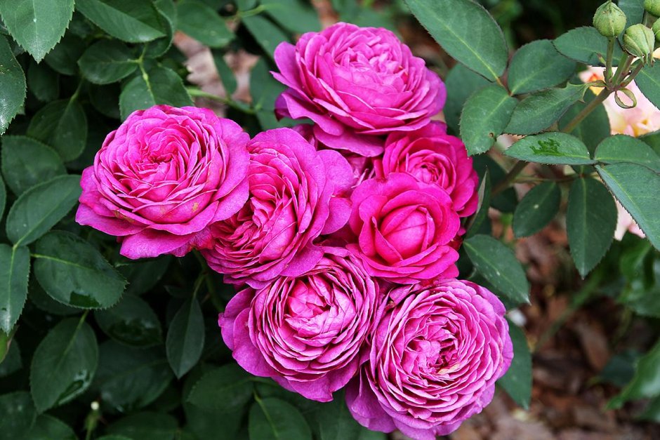 Роза-патио Heidi Klum