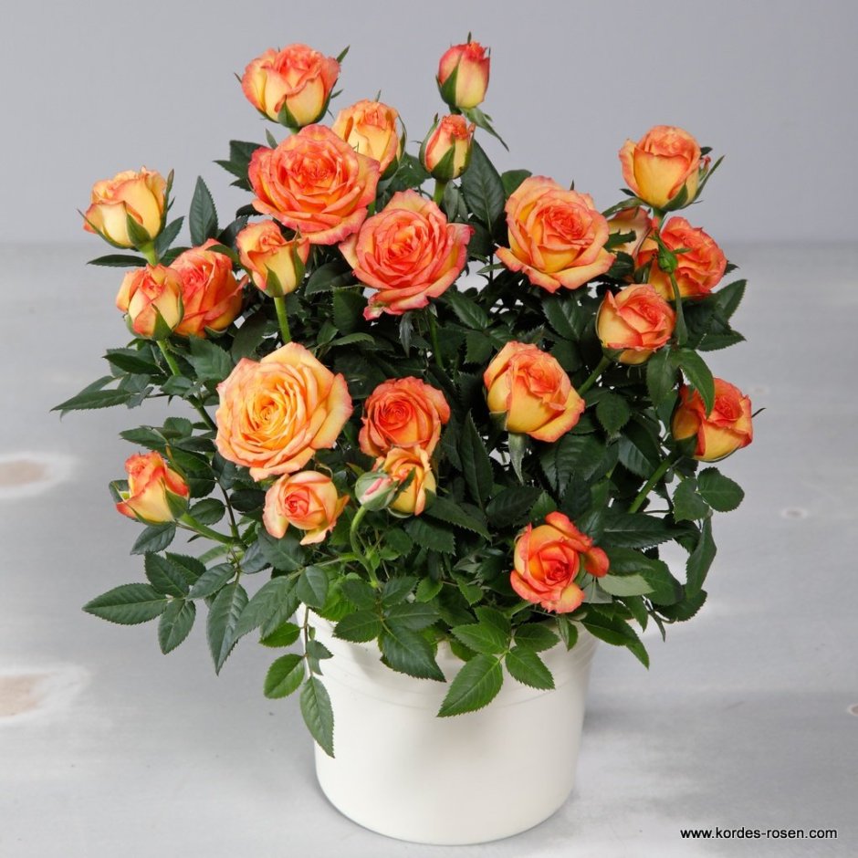 Роза Кордана оранжевая