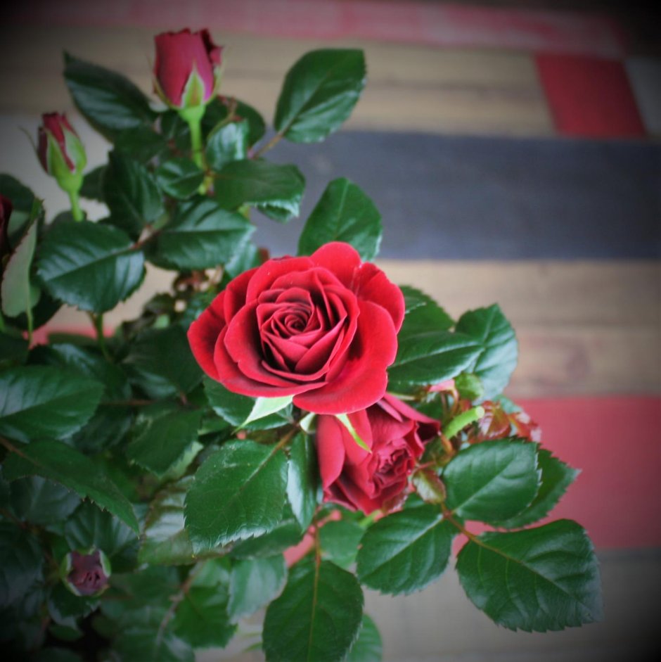 Роза патио красная Аморе
