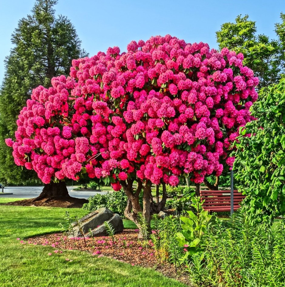 Ампельная петуния на дереве