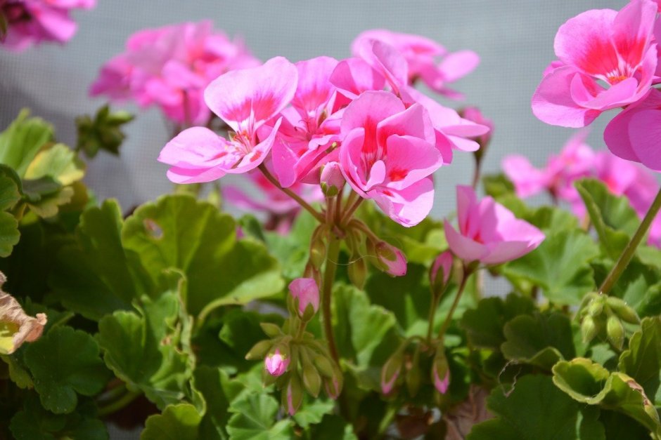 Герань Pelargonium Roseum