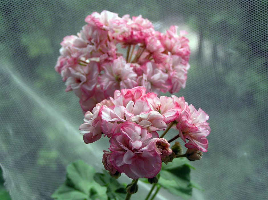 Пеларгония Australien Pink Rosebud
