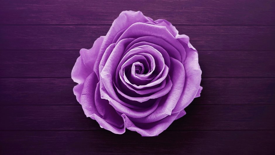 Фиолетовые цветы на сером фоне