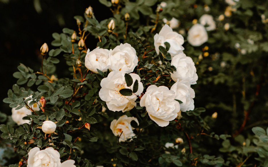Белые кустарниковые розы