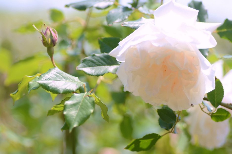 Белая роза в лучах солнца