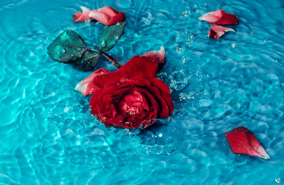 Лепестки роз в воде