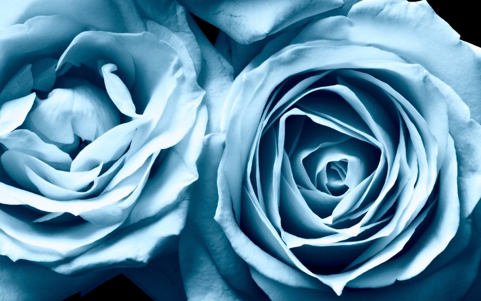 Голубая роза сорт Зесси
