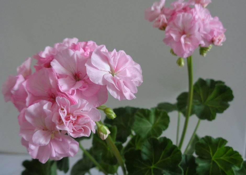 Пеларгония Королевская Regal Pelargonium