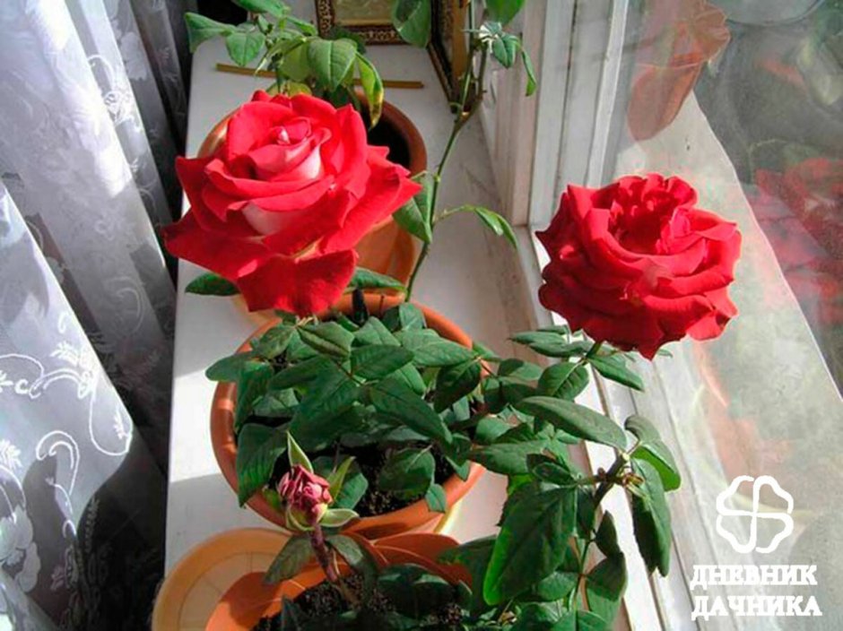 Розы на балконе в вазонах