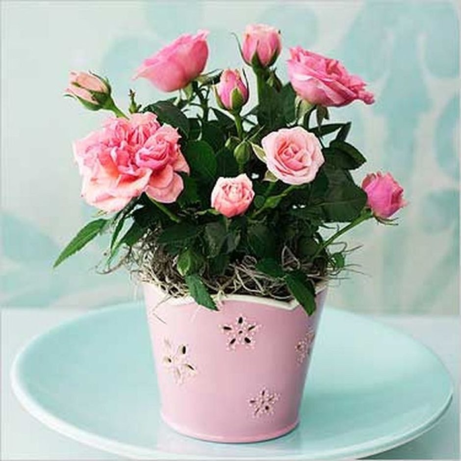 Роза патио нежно-розовые
