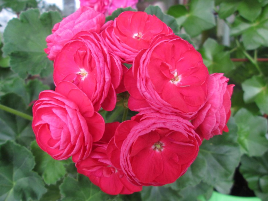 Пеларгония Ахивемент розебуд