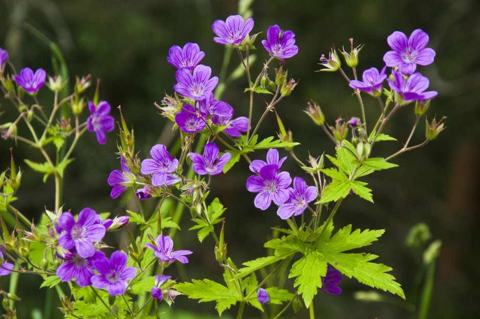 Герань Лесная (Geranium sylvaticum)