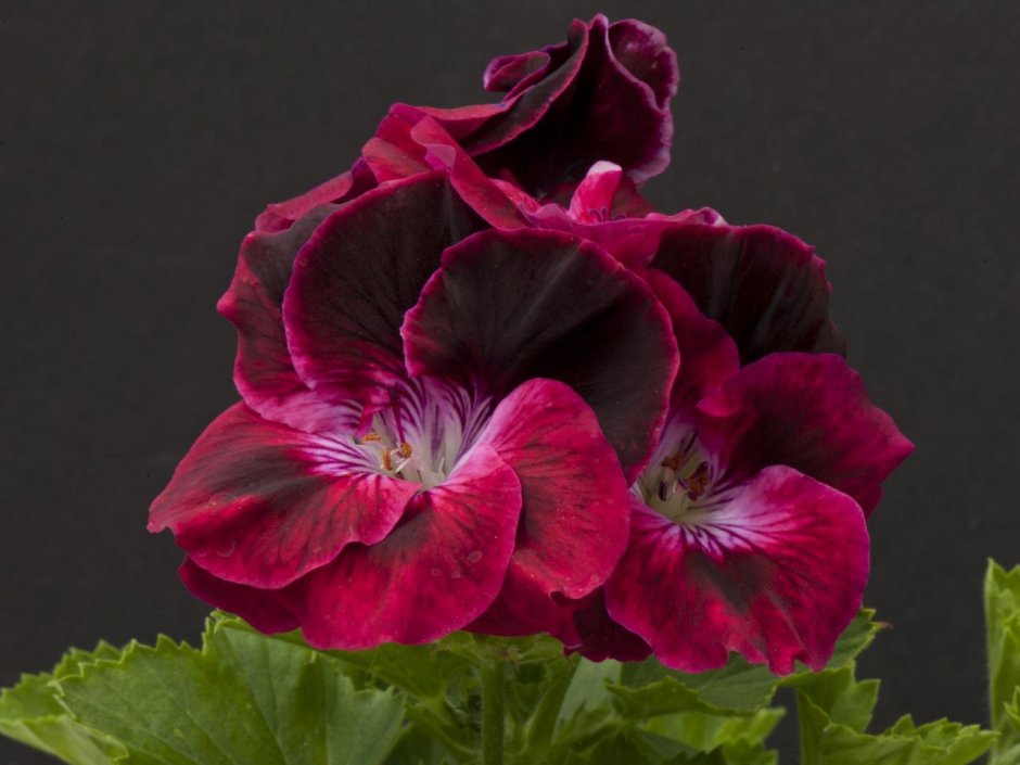 Пеларгония Королевская Regal Pelargonium