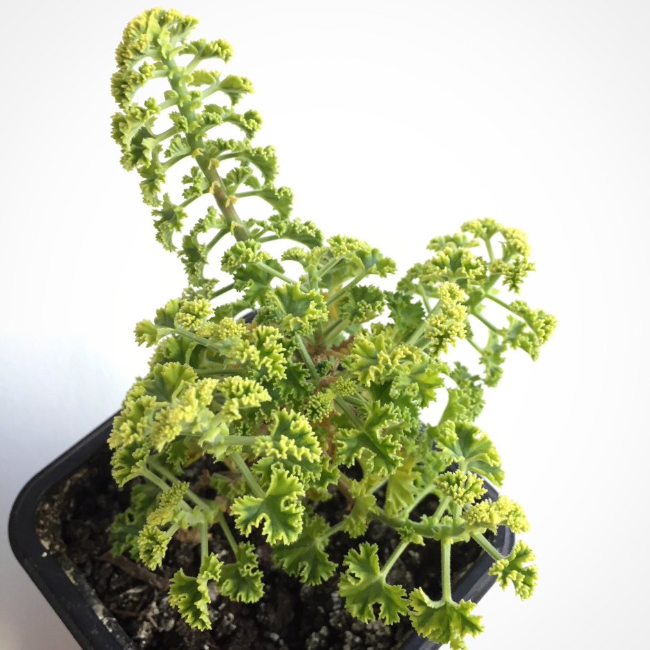 Пеларгония курчавая (Pelargonium crispum)