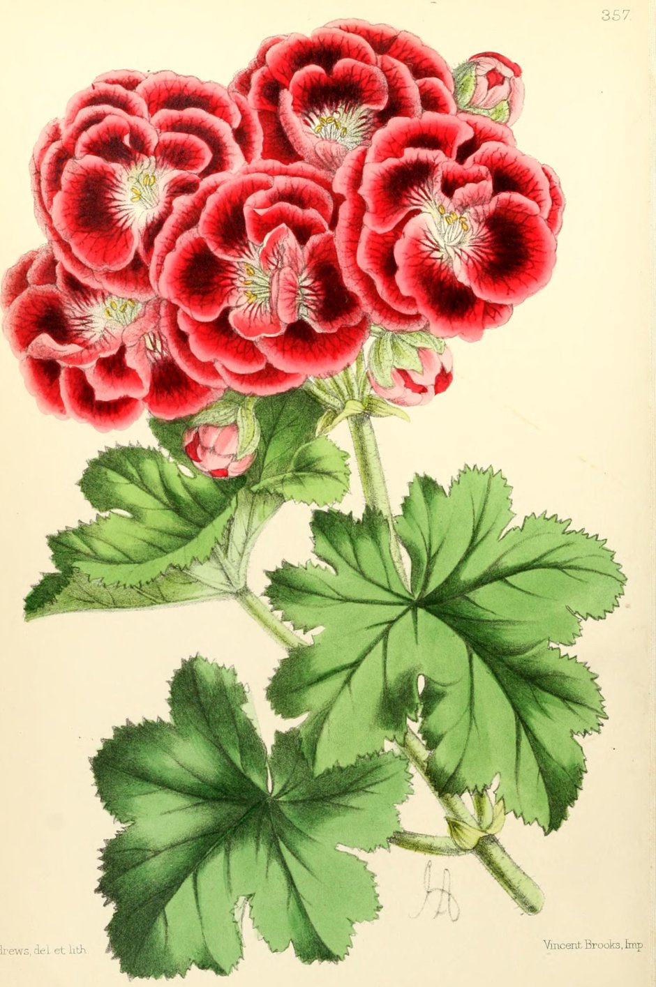 Винтажная роза пеларгония