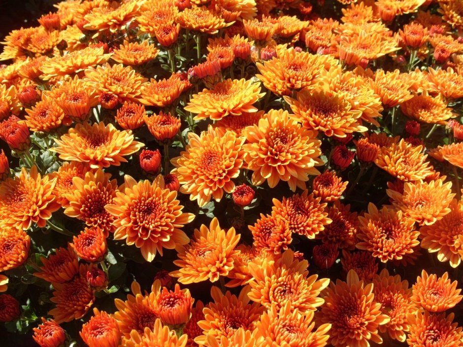 Хризантема мультифлора оранжевая