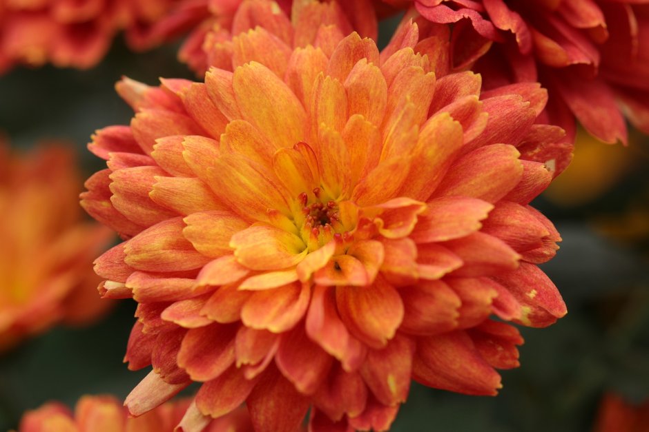 Хризантема Flame bicolor