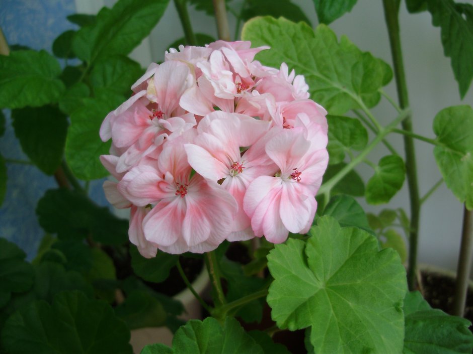Пеларгония зональная бледно розовая