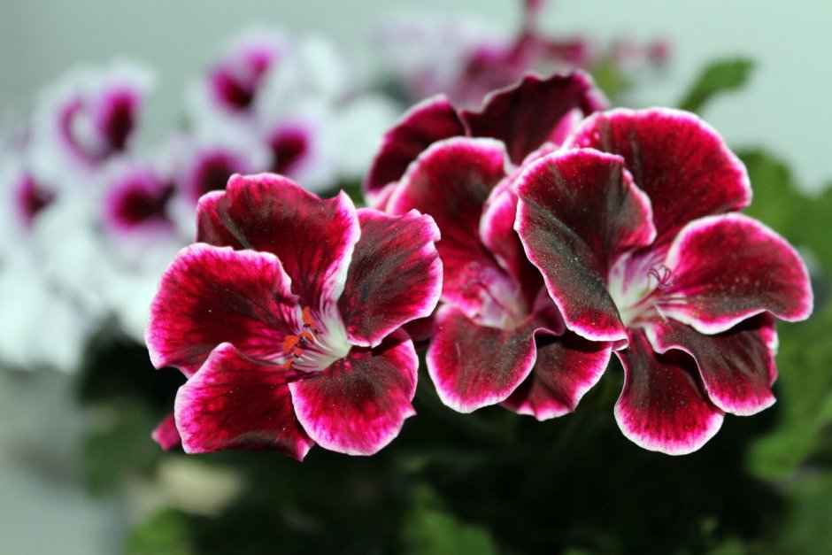 Цветы Шуя пеларгония