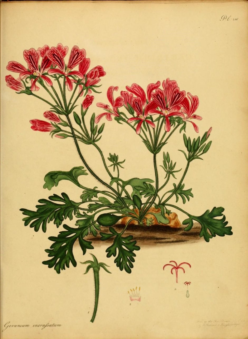 Пеларгония chamaedryfolium