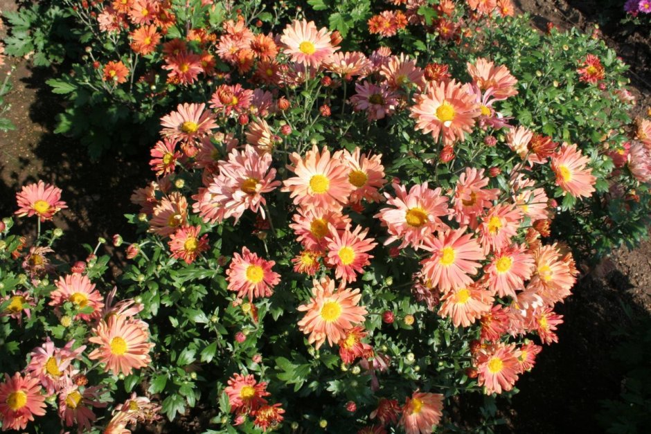 Хризантема корейская (Chrysanthemum koreanum