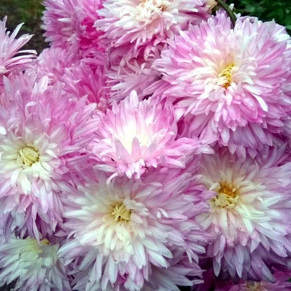 Хризантема корейская (Chrysanthemum x koreanum)