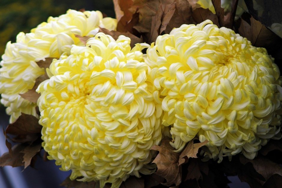 Хризантема лимонелла