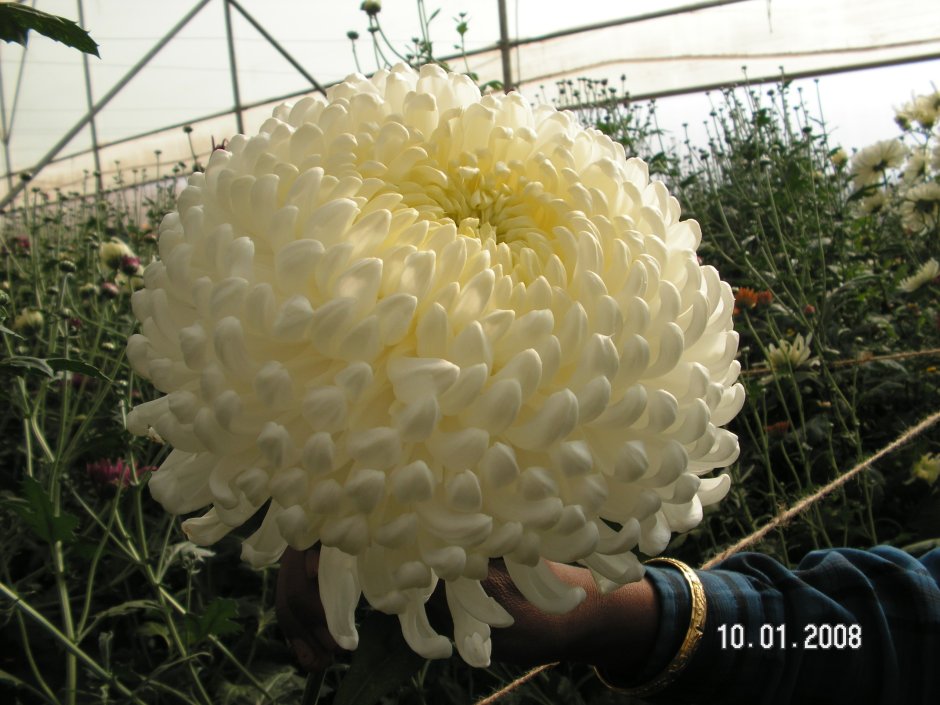 Цветы хризантемы