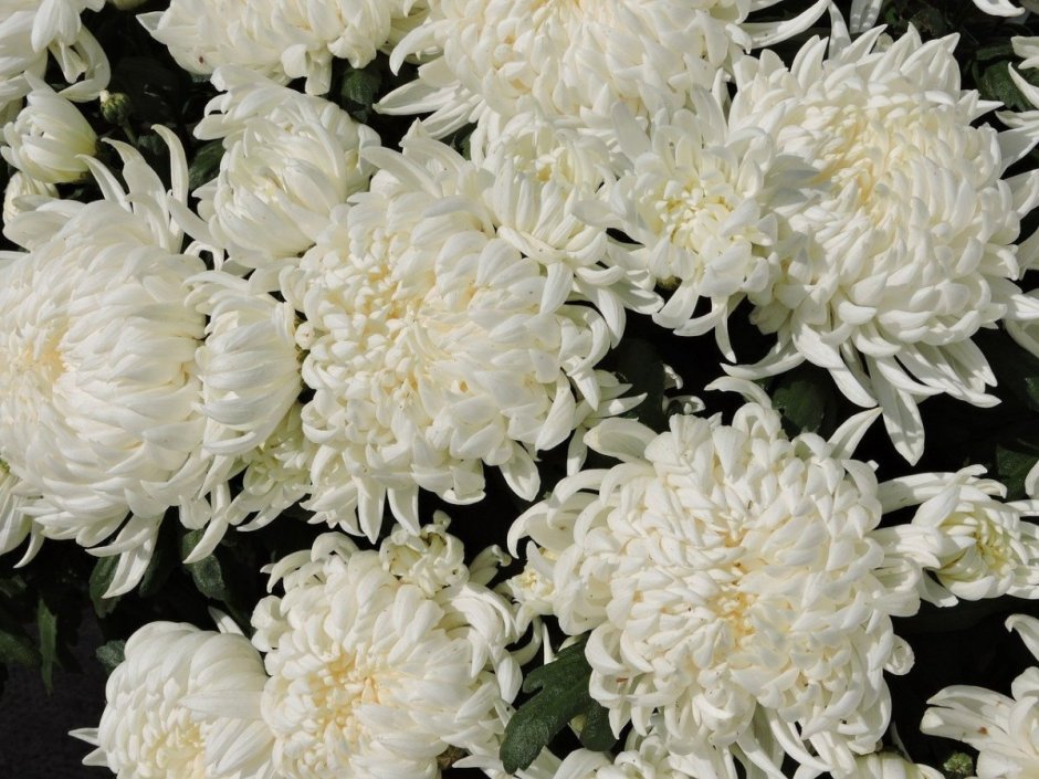 Хризантема Анастасия белая