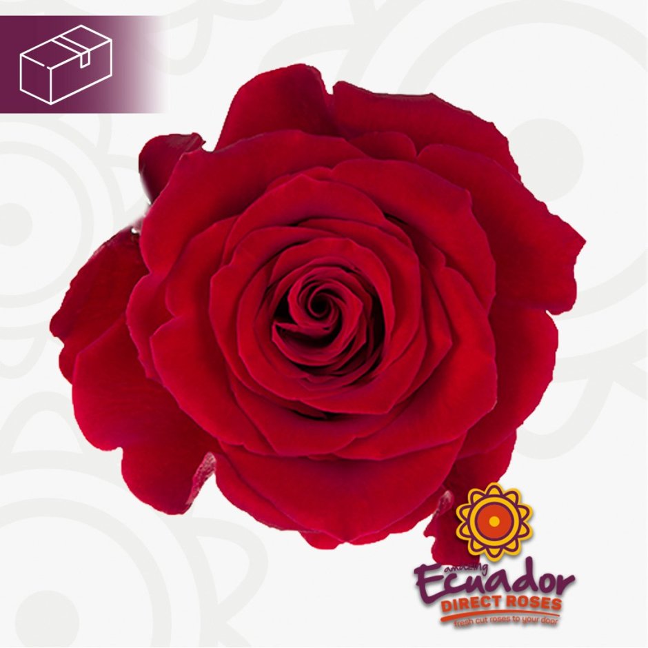 Стилетто роза Эквадор