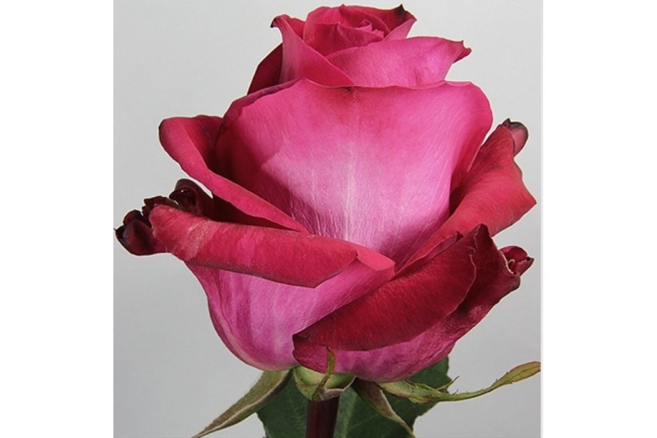 Malena роза Эквадор
