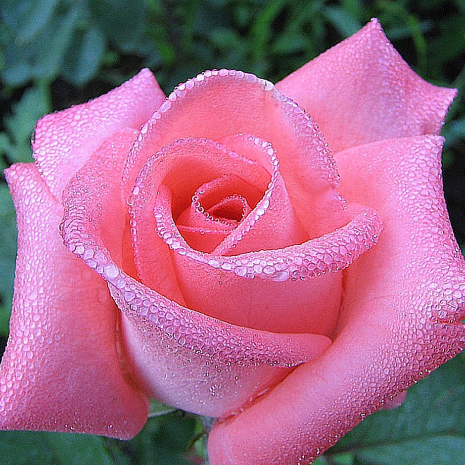 Роза Эквадор Kahala