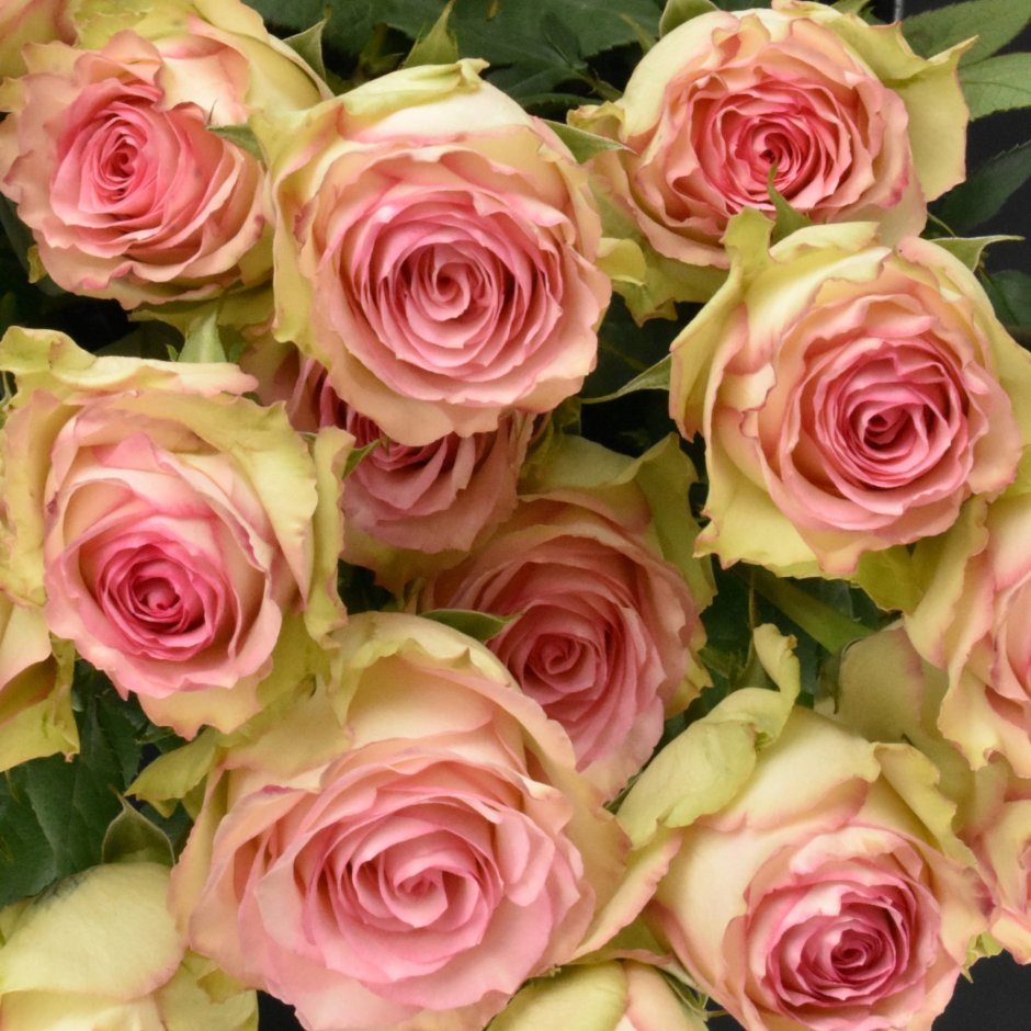 Богард роза Эквадор