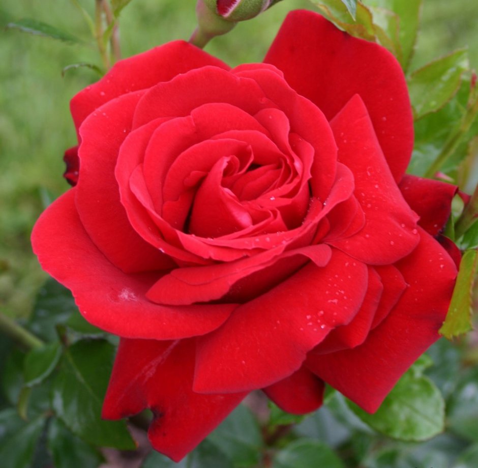 Роза сорт Прауд Эквадор