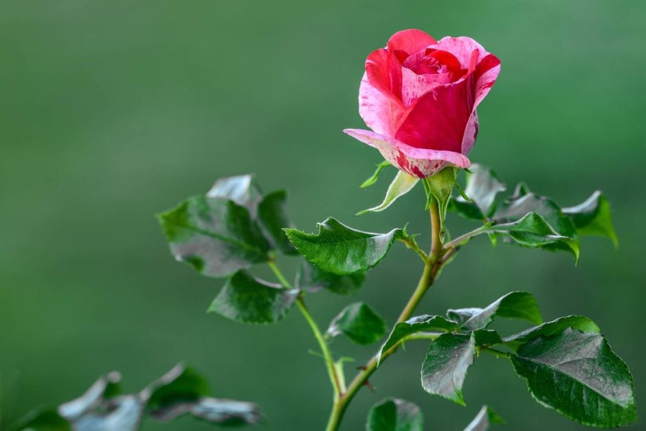 Фото роза цветок настоящая