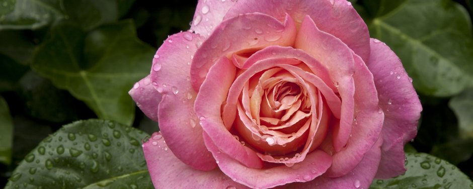 Роза чайно-гибридная Лолита