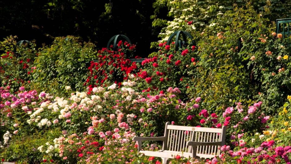 Сад роз Пегги Рокфеллер в Нью-йоркском Ботаническом саду