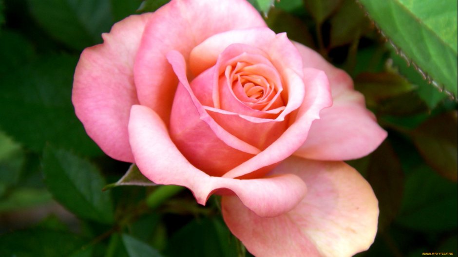 Роза чайно-гибридная (Rosa Nobilis)