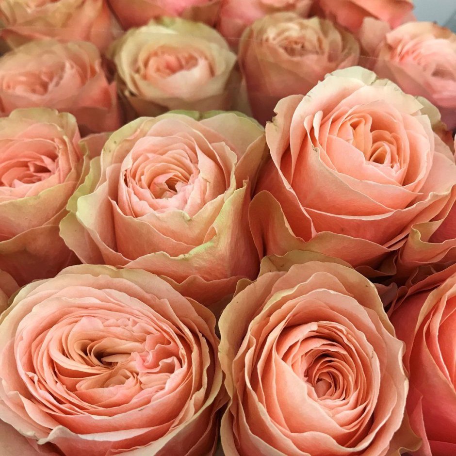 Букет роз в красивой упаковке