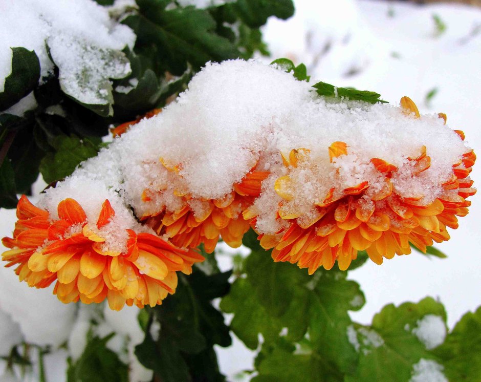 Хризантемы Дубки снег