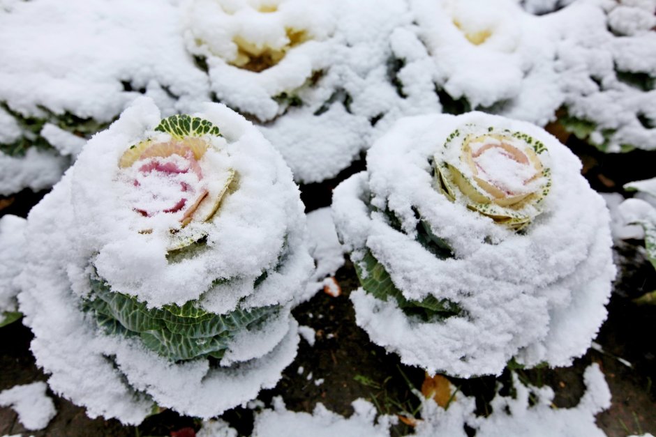 Белые хризантемы в снегу