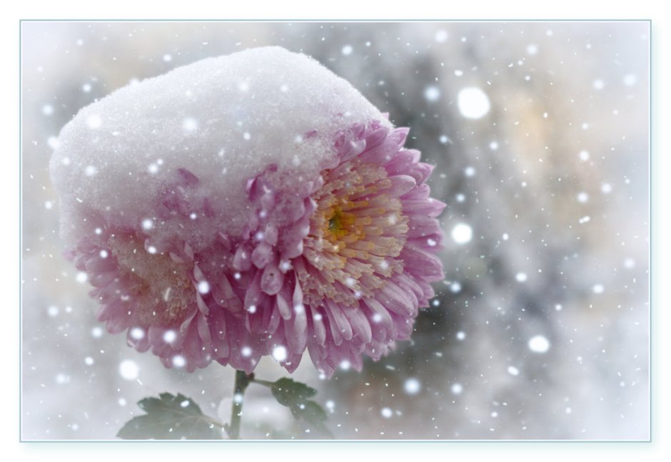 Хризантемы в снегу