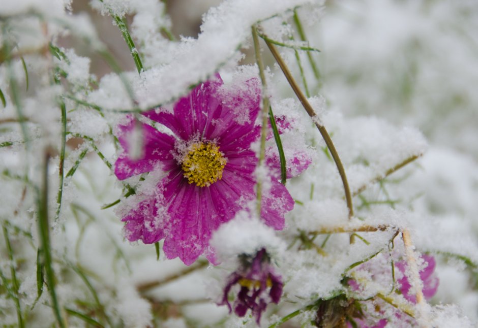 Полевые цветы под снегом