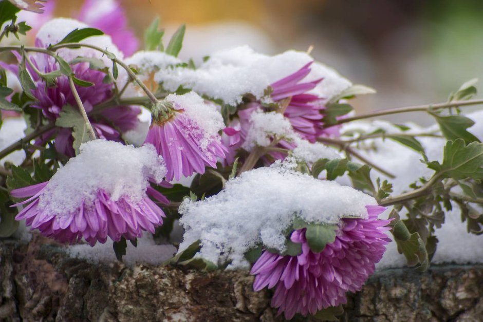 Цветы под снегом