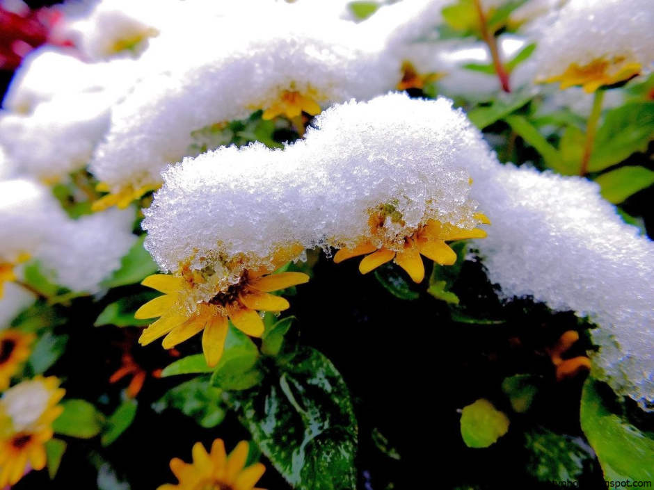 Цветы снежок