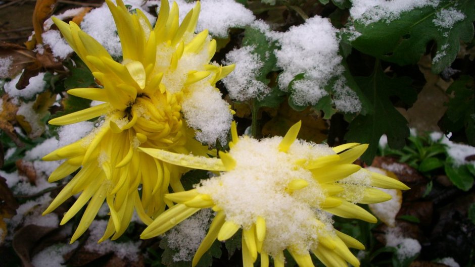 Желтые хризантемы в снегу