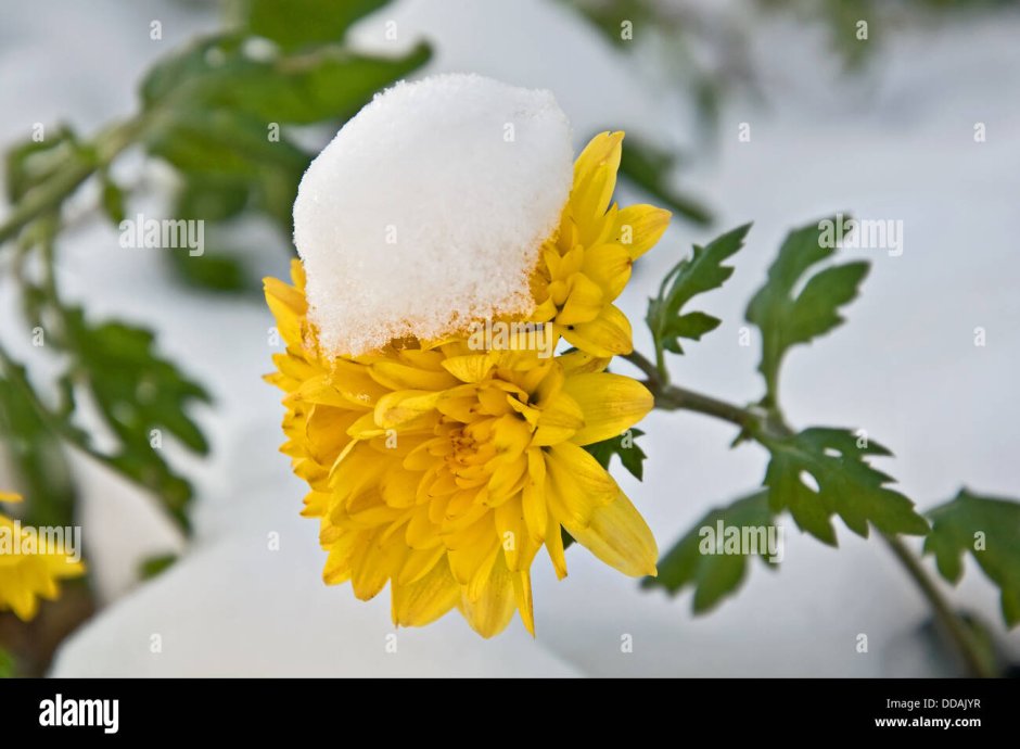 Зимние хризантемы