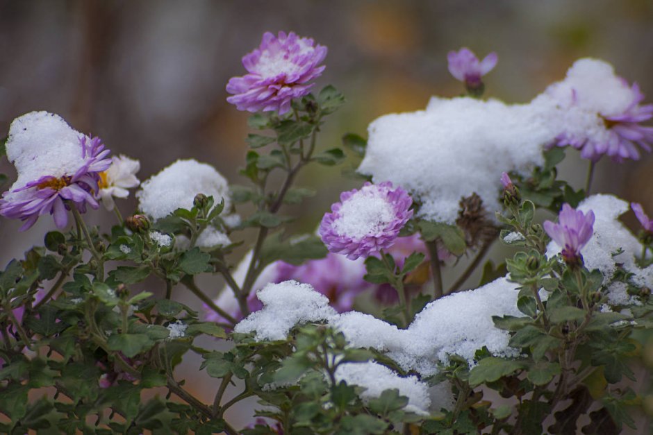 Осенние цветы под снегом