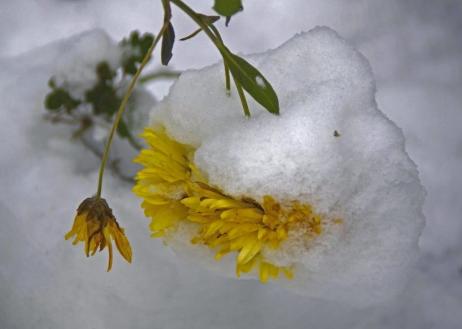 Букет хризантем в снегу