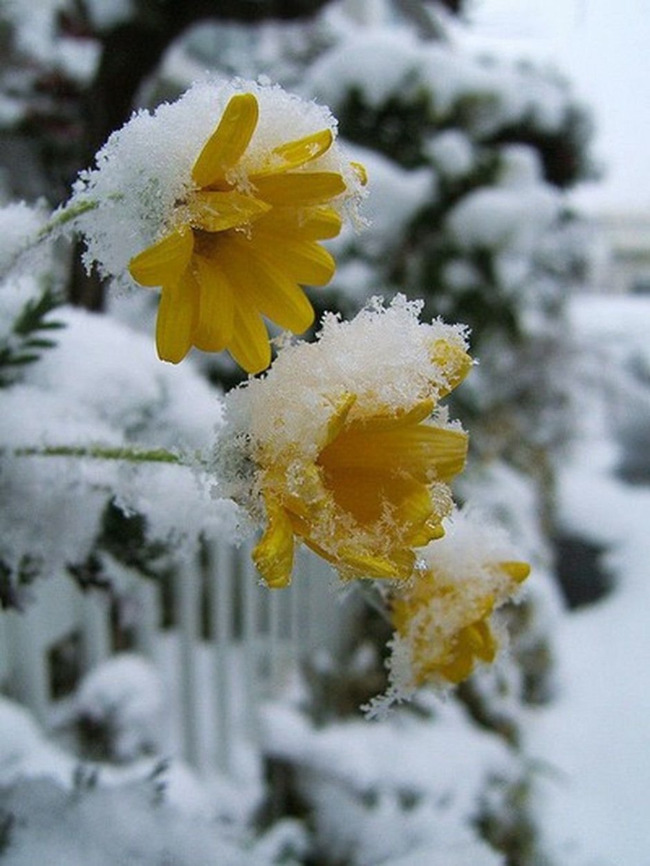 Цветы снег солнце